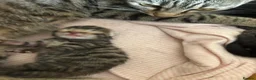 Mixed Breed cats for sale: kittens available immediately  in Cannock - Advert 8