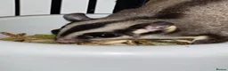 Sugar Glider rodents for sale: 2 female sugar glders in South Ockendon - Advert 37