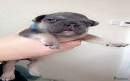 French Bulldog dogs for sale: 🐾 adorable French bulldog puppies for sale 🐾 - Image 3