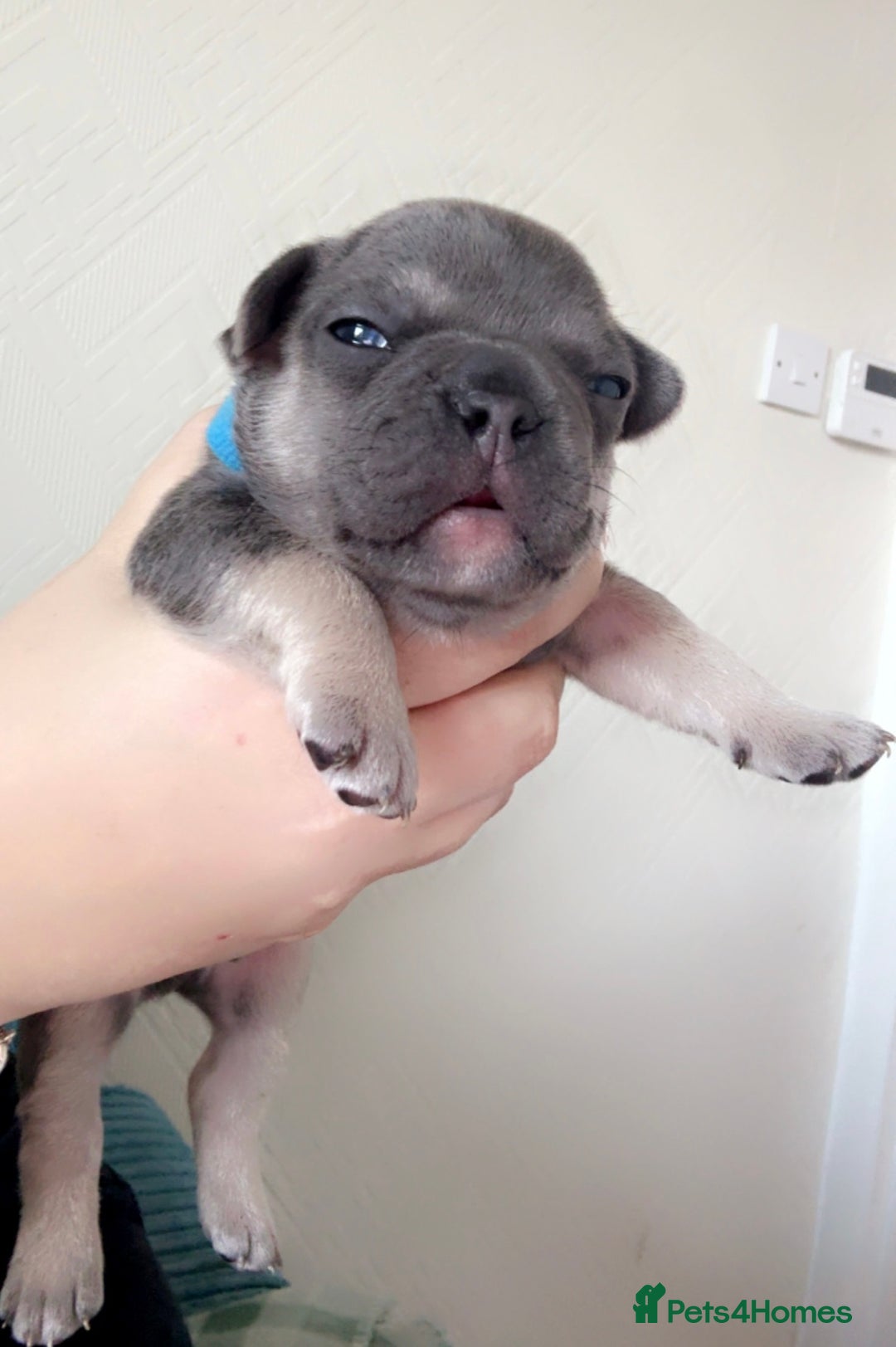 French Bulldog dogs for sale: 🐾 adorable French bulldog puppies for sale 🐾 - Image 3