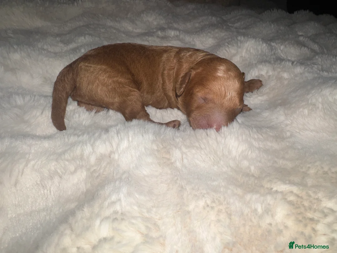 Toy Poodle dogs for sale: Health tested Toy poodle puppies! 😍🔥🤩!!! in Liverpool - Advert 10