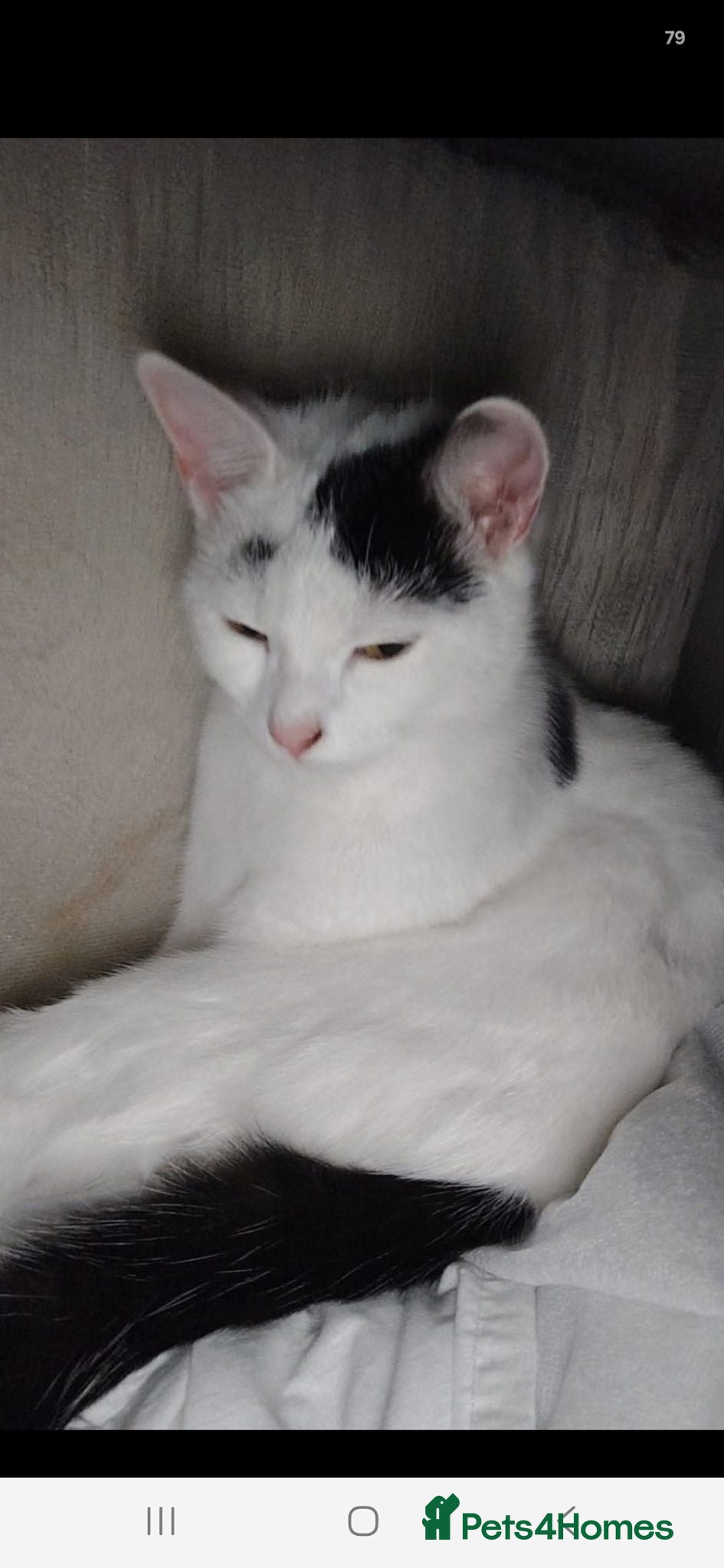 Mixed Breed cats 3 lovely kittens available - Advert 2