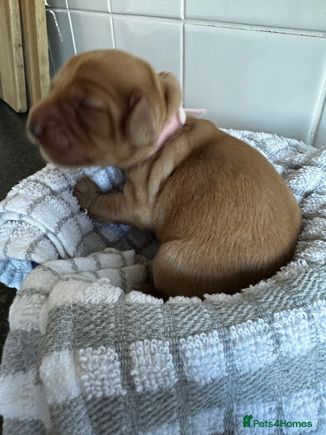 Cockapoo dogs for sale: Red & Apricot Cockapoo puppies  - Advert 19