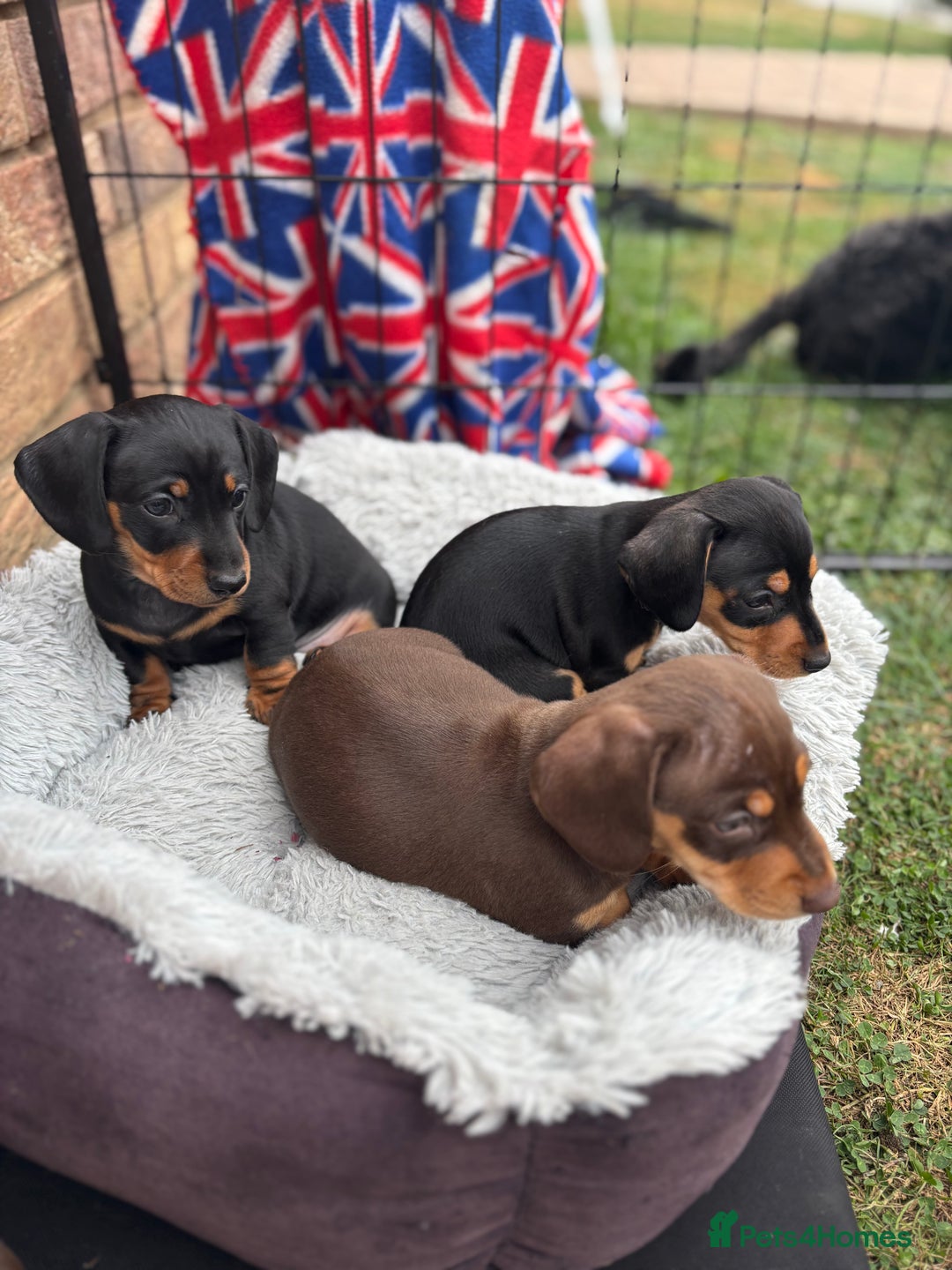 Miniature Dachshund dogs for sale: Miniature dachshund puppies  - Image 19