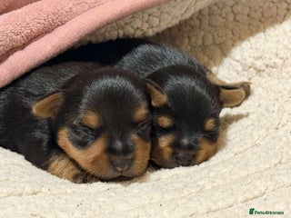Mixed Breed dogs for sale: Yorki Puppies available from 21/12/25 - Advert 1