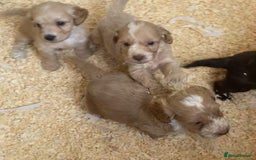 Cockapoo dogs for sale:  F1 Cockapoo puppies - Image 12