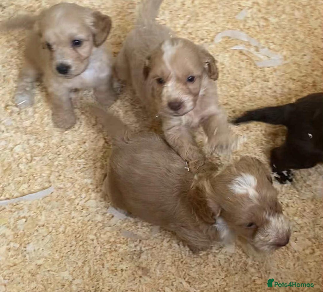 Cockapoo dogs for sale:  F1 Cockapoo puppies - Image 12
