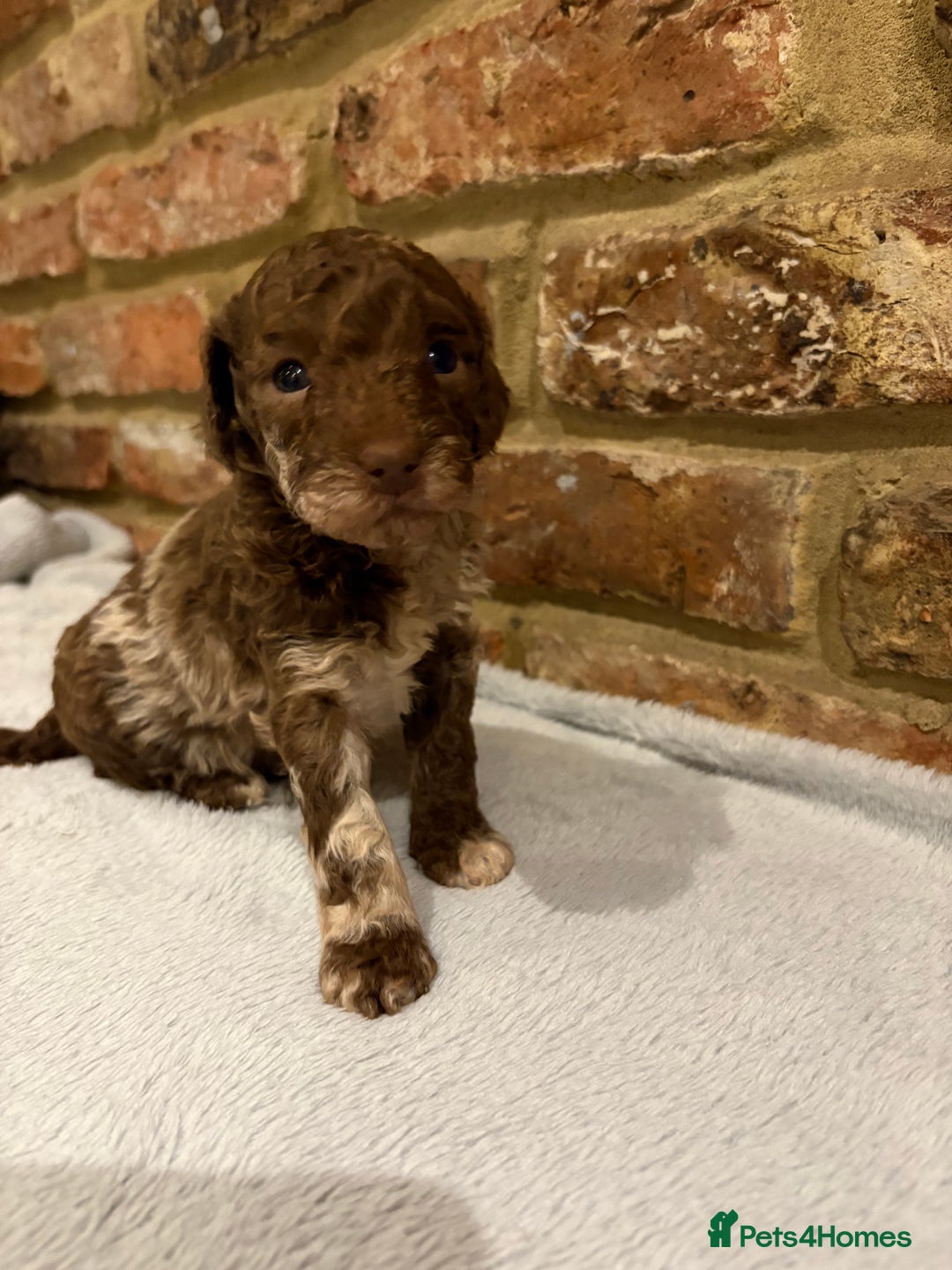 Cockapoo dogs for sale: F1b cockapoo puppies - Advert 16