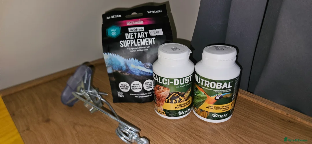 Tortoise reptiles for sale: Horsefield tortoise & setup - Advert 6