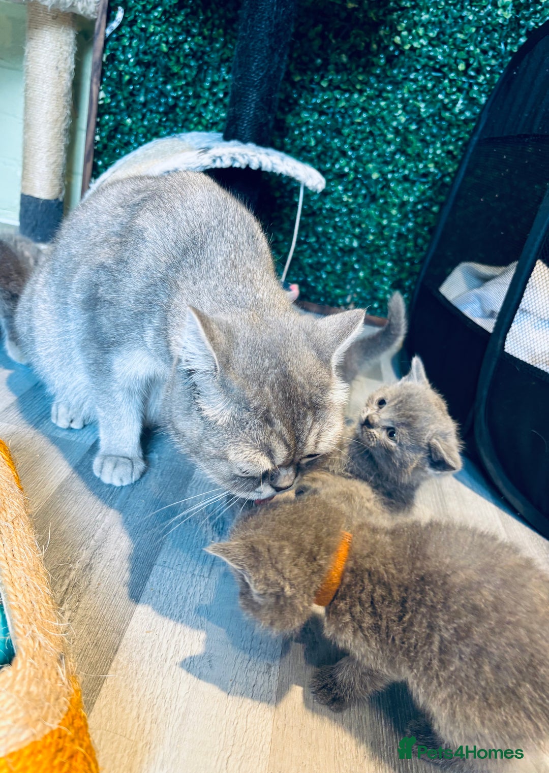 British Shorthair cats for sale: British shorthair kittens  - Image 9
