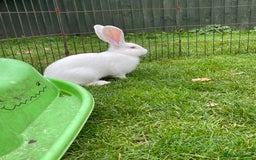 Continental Giant rabbits for sale: 2 male continental giants left - Image 18