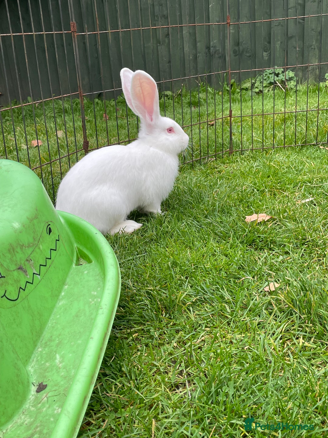 Continental Giant rabbits for sale: 2 male continental giants left - Image 18