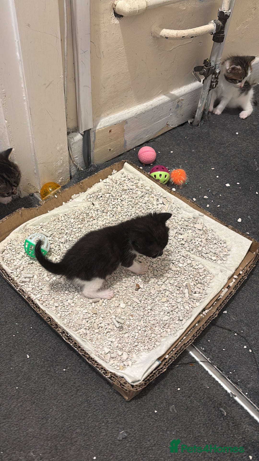 Mixed Breed cats for sale: Kittens  - Image 2