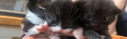 Mixed Breed cats for sale: Beautiful fluffy kittens  - Advert 25