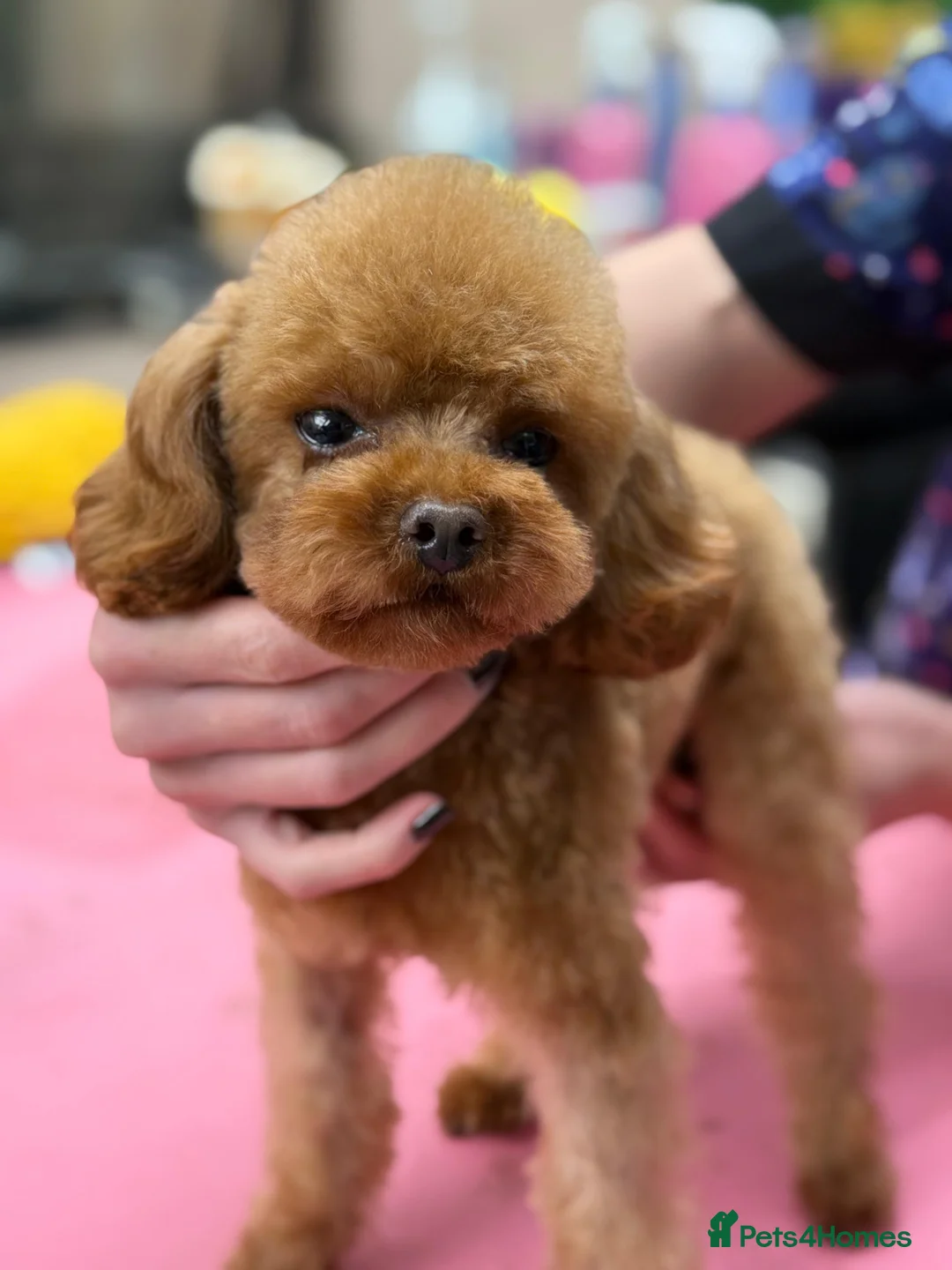 Toy Poodle dogs for stud: Rich, tiny 1.3kg stud KC reg !!  - Advert 5