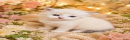 Siberian cats for sale: Hypoallergenic Champion Siberian Kittens-Ready JUL - Advert 3