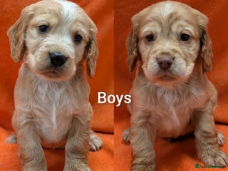 Cocker Spaniel dogs KC registered, health tested cocker spaniel pups - Advert 6