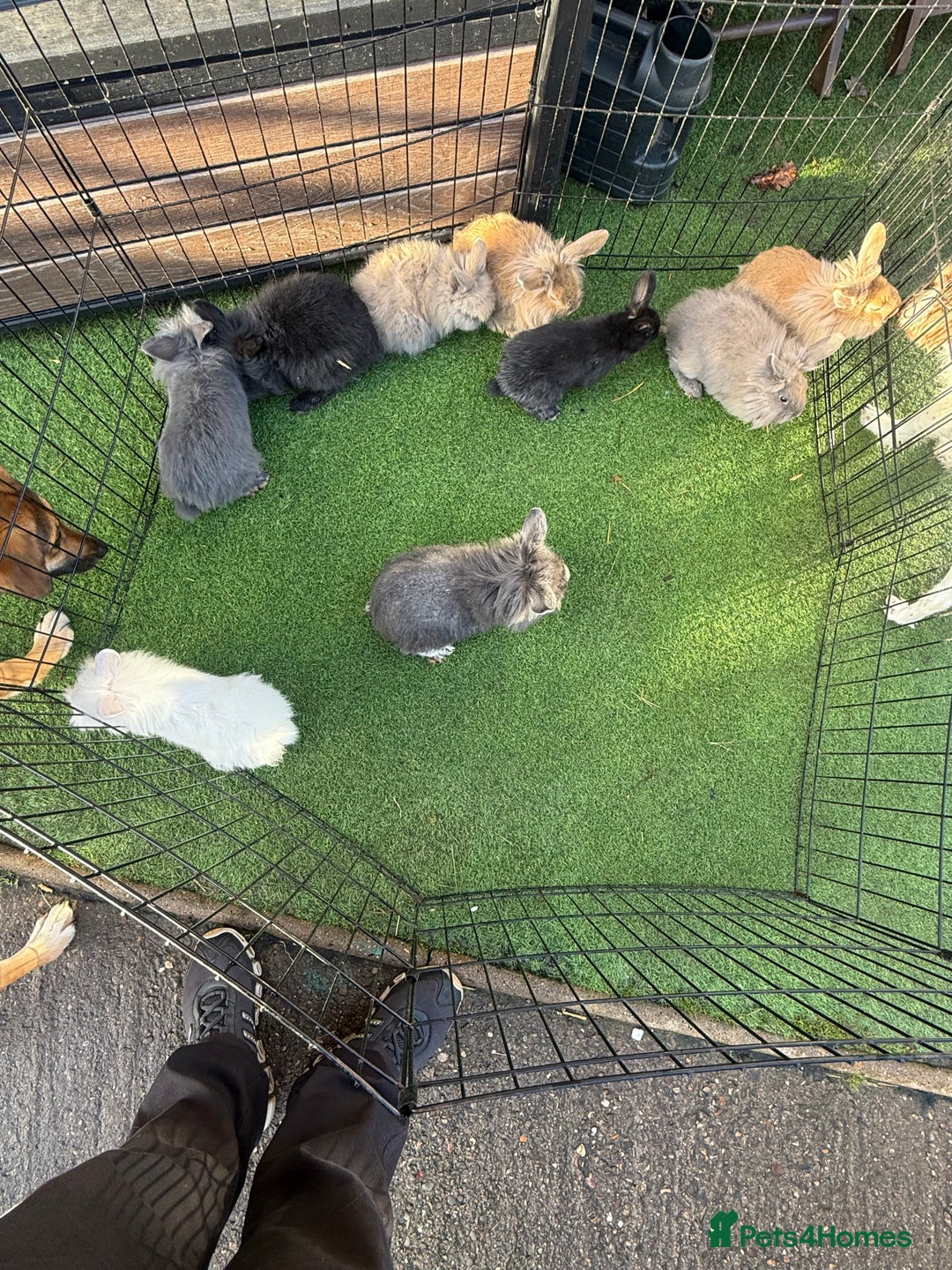 Mixed Breed rabbits for sale: Baby rabbits ready now  - Advert 19