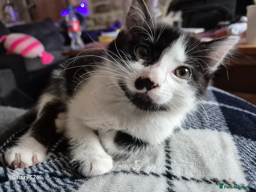 British Shorthair cats for sale: Kittens 😸  - Advert 5