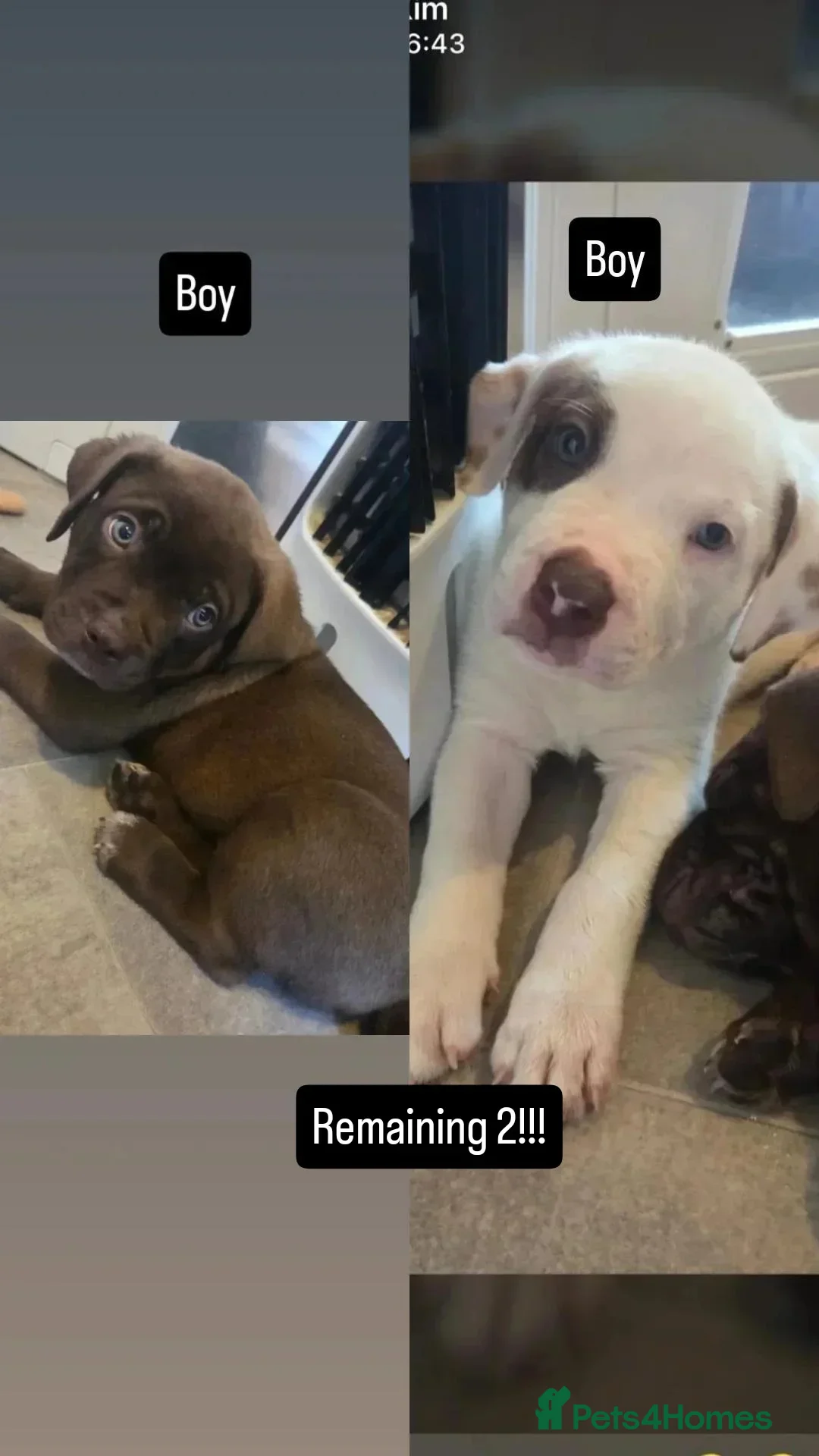 Mixed Breed dogs Beautiful Puppies For Sale!!! - Advert 1