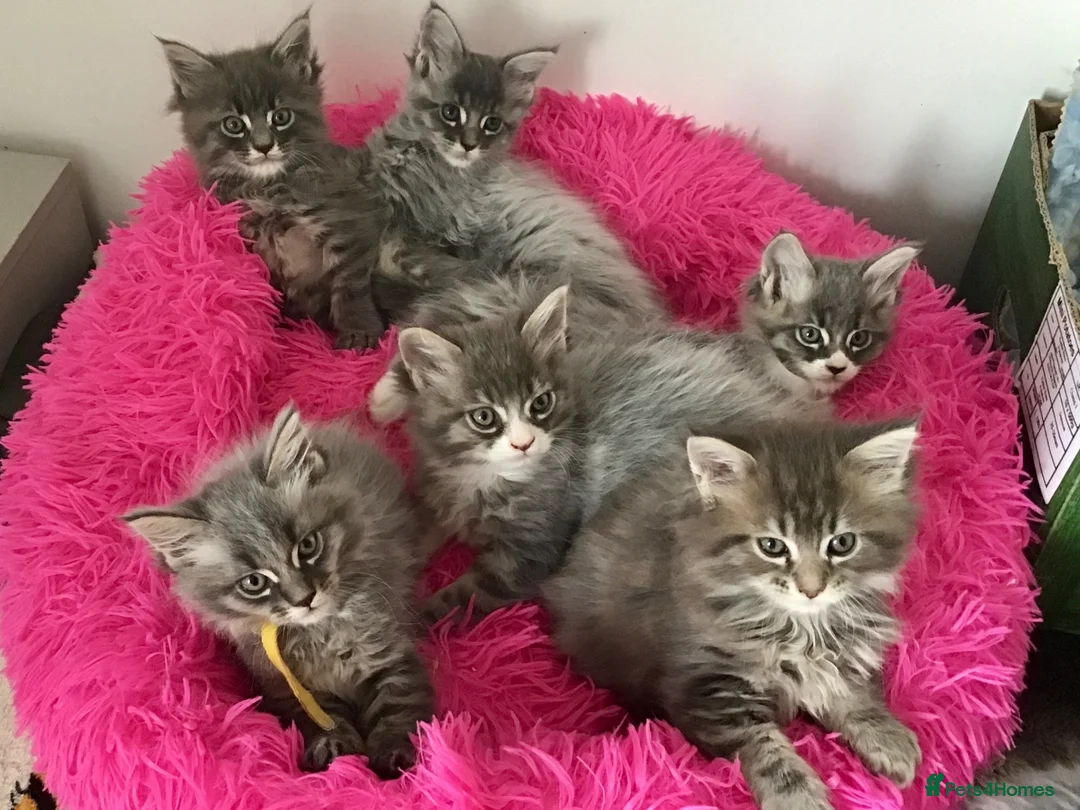 Maine Coon cats for sale: Bundles of maincoon fun  - Advert 1