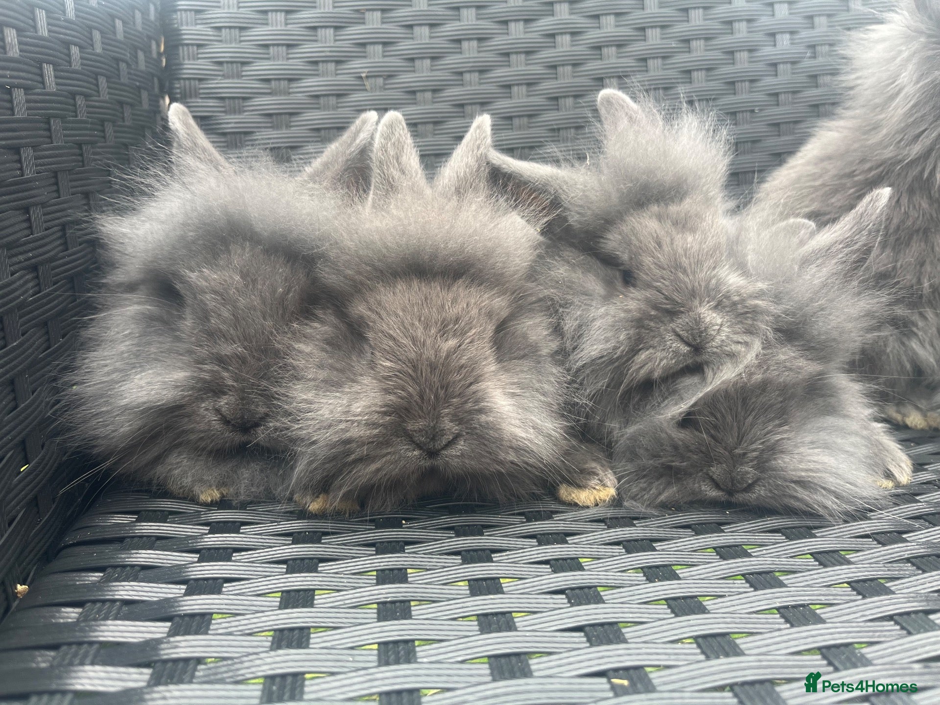 Mini Lion Lop rabbits Ready to go lionhead lops - Advert 13