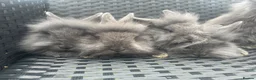 Mini Lion Lop rabbits for sale: Ready to go lionhead lops now reduced - Advert 22