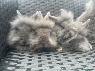 Mini Lion Lop rabbits Ready to go lionhead lops - Advert 3