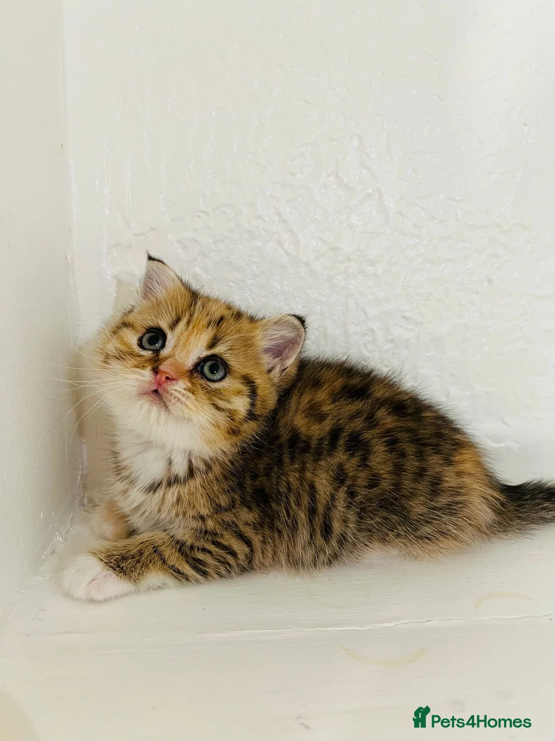 Scottish Fold cats for sale: 🥰Purebred Scottish folds looking for parents🐾 - Advert 22