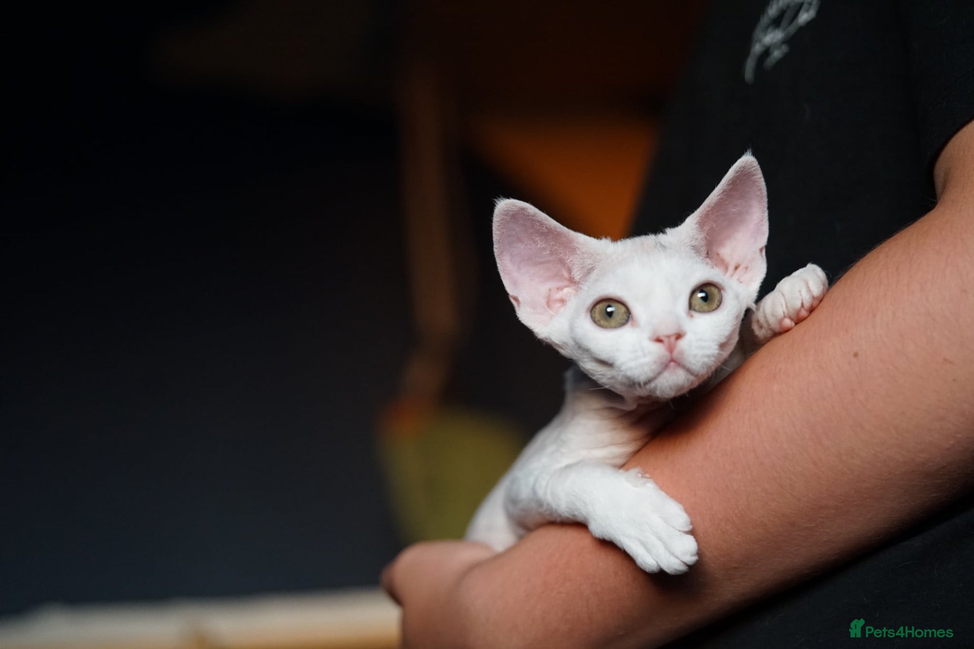 Devon Rex cats White Female Kitten Available 🤍 - Advert 10