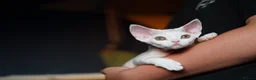 Devon Rex cats for sale: White Female Kitten Available 🤍 - Advert 1