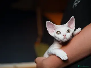 Devon Rex cats White Female Kitten Available 🤍 - Advert 1