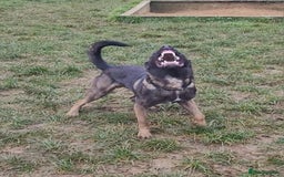 Belgian Shepherd Dog dogs for stud: Belgium malinois stud dog  in Bath - Image 10