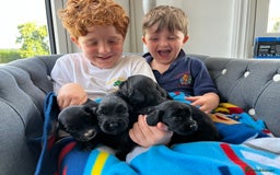 Cocker Spaniel dogs for sale: Black working cocker puppies - Image 7