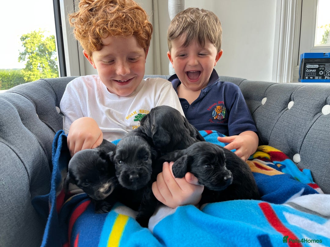 Cocker Spaniel dogs for sale: Black working cocker puppies - Image 7