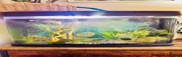 Catfish fish for sale: Cold water tank with lots of fish. - Advert 1