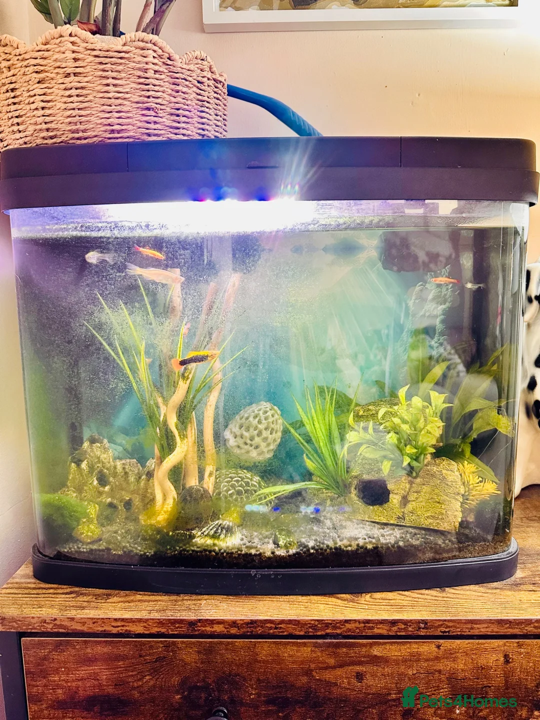 Catfish fish for sale: Cold water tank with lots of fish. - Advert 1