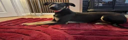 Lurcher dogs for sale: Amara fun loving very energetic pup - Advert 4