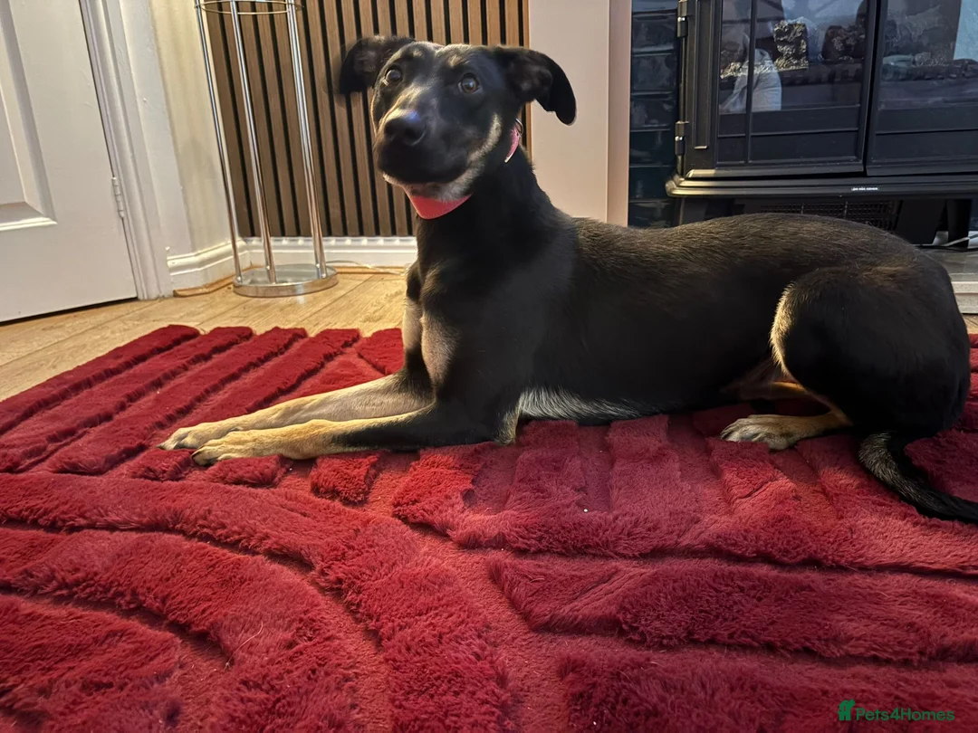 Lurcher dogs for sale: Amara fun loving very energetic pup - Advert 4