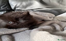 Mixed Breed cats for sale: Mixed British shorthair kittens for sale  - Image 5