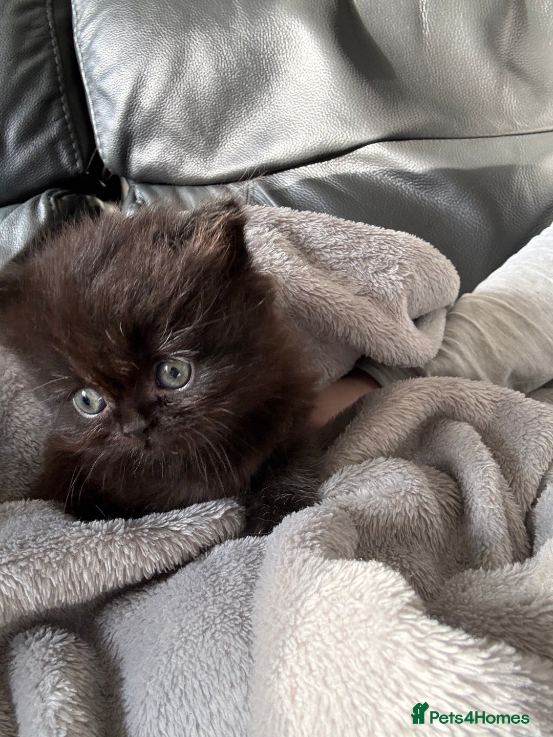 Mixed Breed cats for sale: Mixed British shorthair kittens for sale  - Image 5