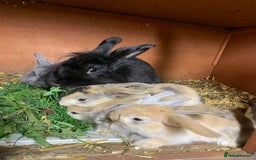 Lionhead rabbits for sale: Lion head rabbits - Image 3