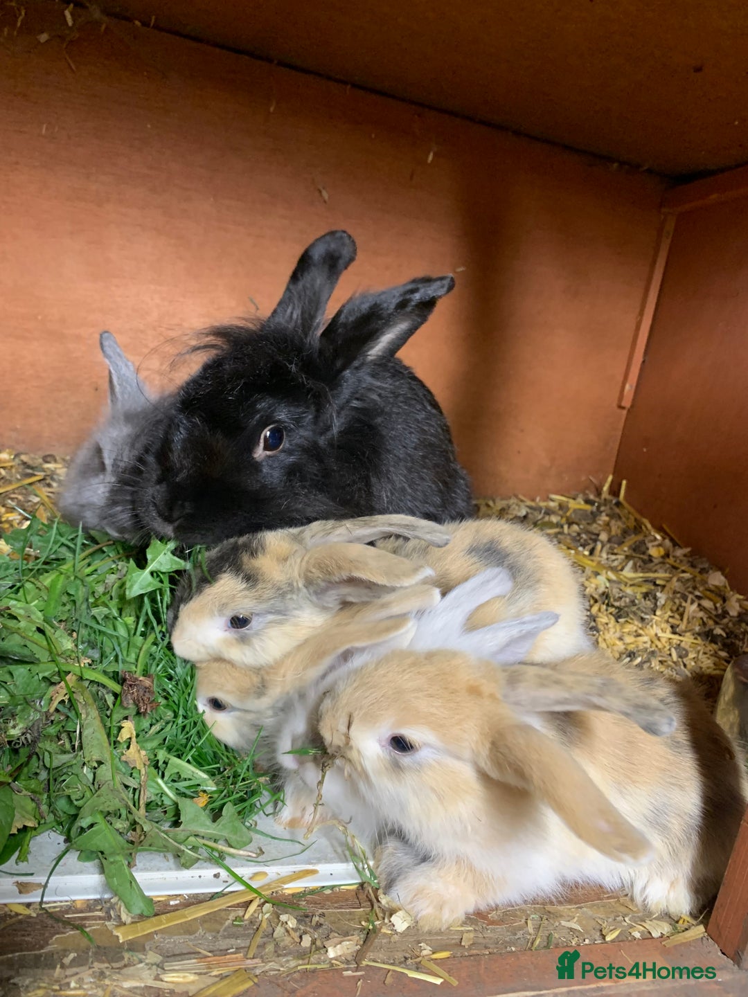 Lionhead rabbits for sale: Lion head rabbits - Image 3