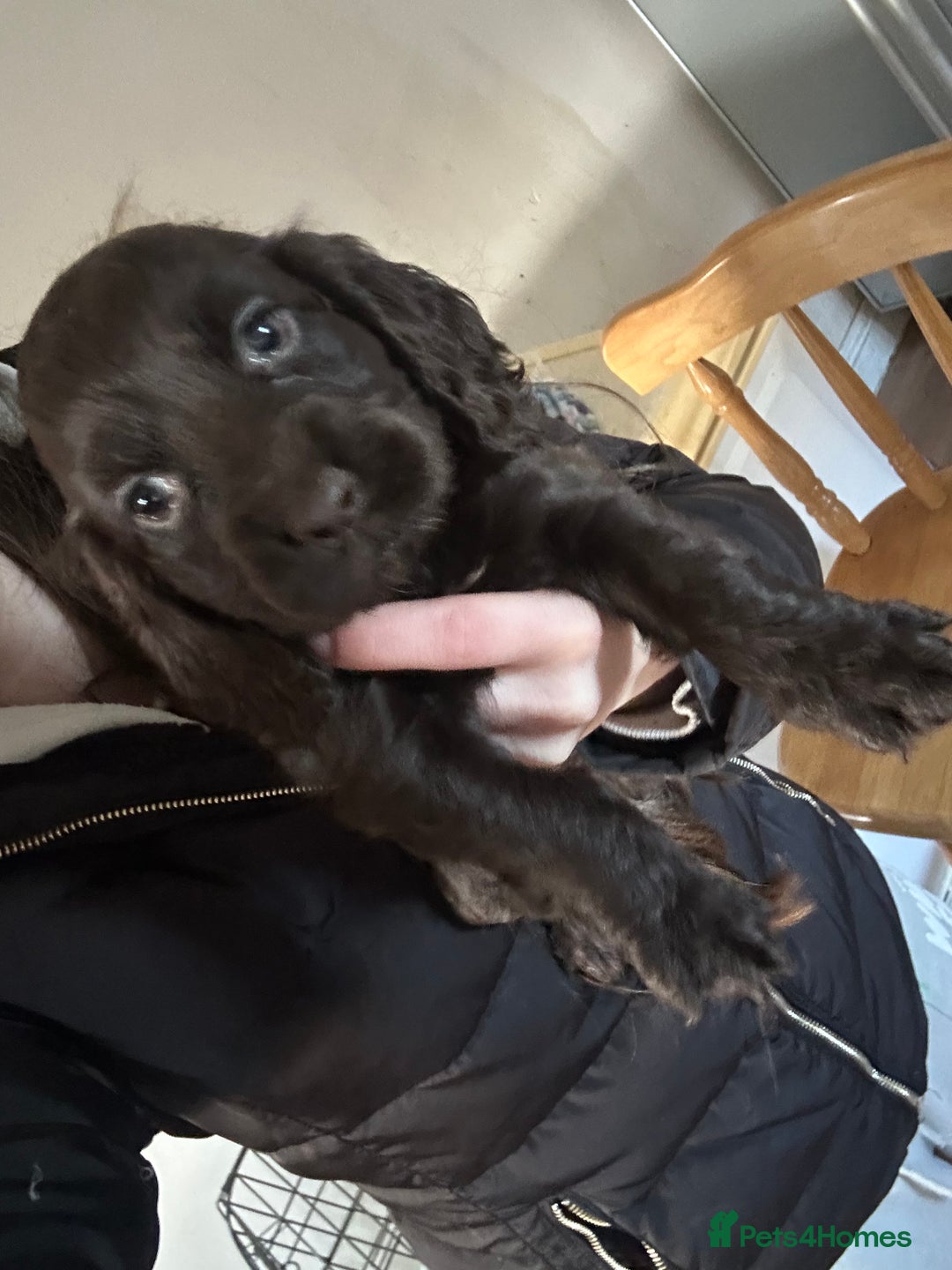 Cocker Spaniel dogs for sale: Cocker spaniel puppies - Advert 4