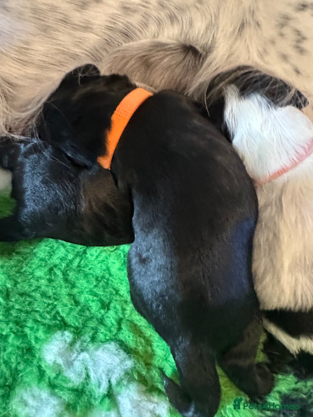 Sprocker dogs for sale: SPROCKER PUPPIES FOR SALE - Image 6