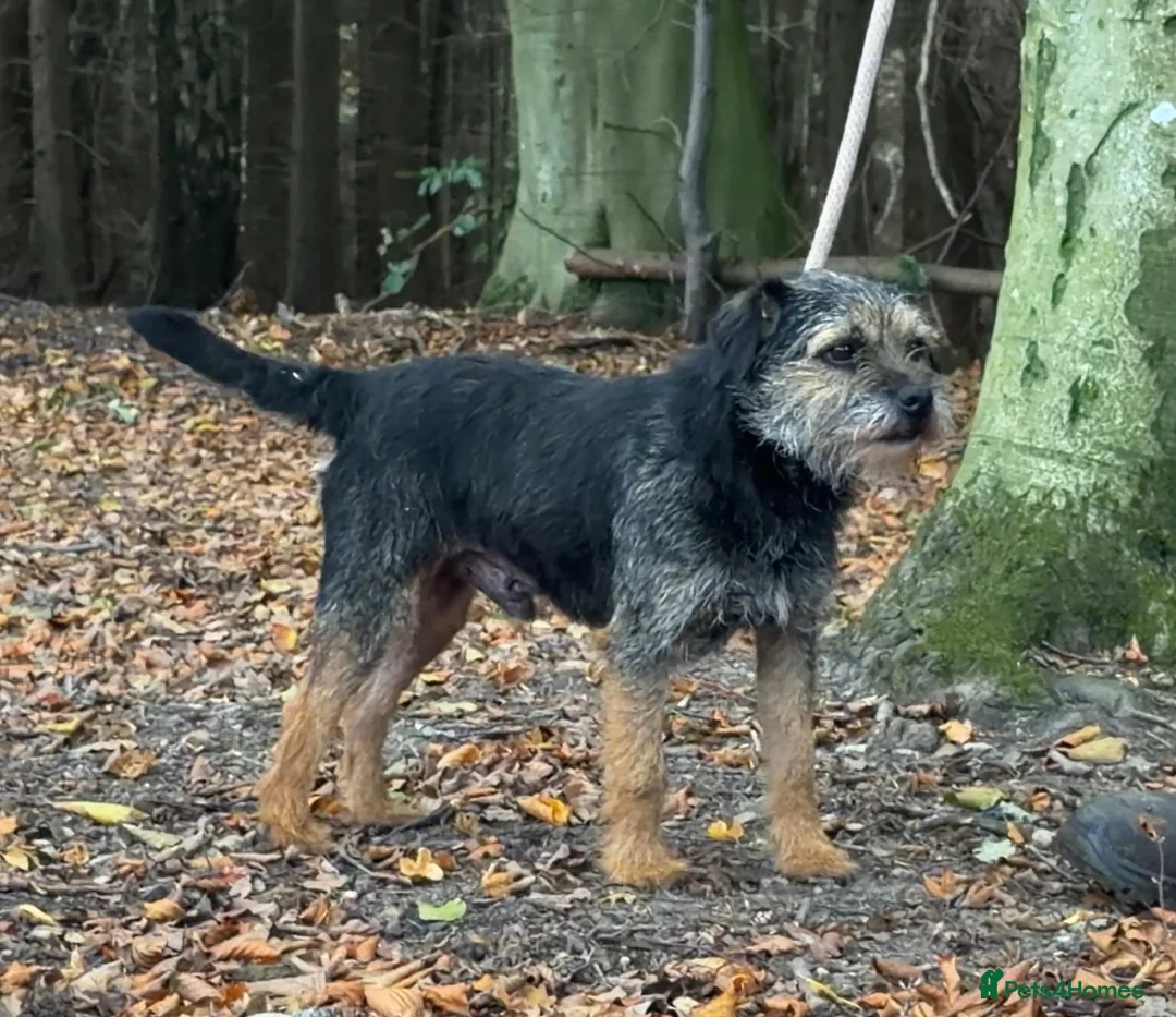 Border Terrier dogs for sale: Kc reg Blue & tan male - Advert 7