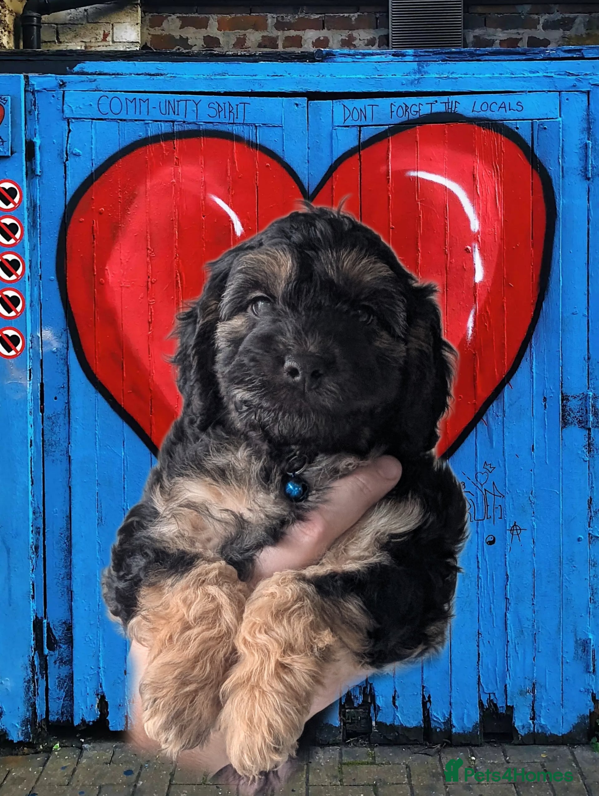 Cockapoo dogs F2b Cockapoos Amazing coats Parents DNA clear. RTL - Advert 11