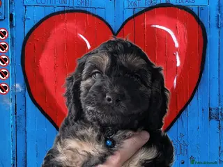 Cockapoo dogs F2b Cockapoos Amazing coats Parents DNA clear. RTL - Advert 11