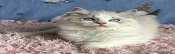 Ragdoll cats for sale: Beautiful TICA Registered Ragdoll Kittens - Advert 33