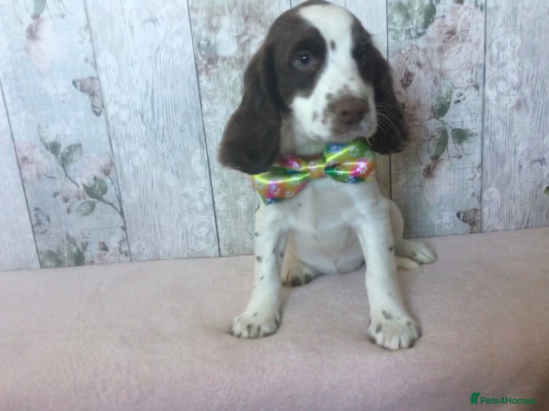 Cocker Spaniel dogs for sale: Well socialised Pedigree Cocker pups - Image 29